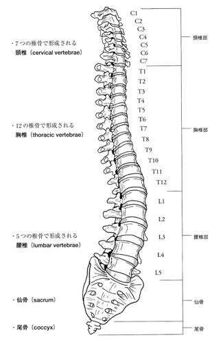 脊柱の図